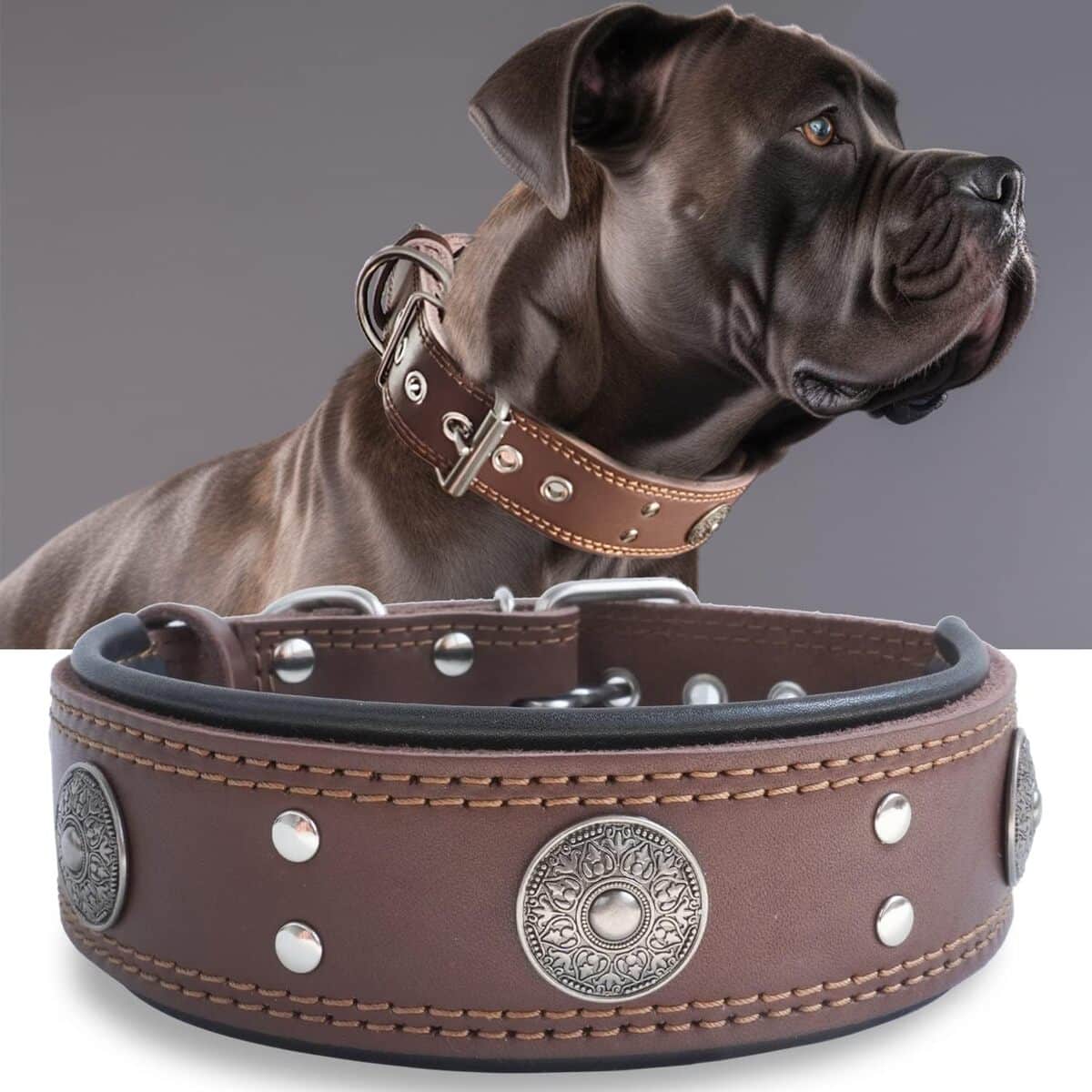 Avis sur le collier en cuir véritable pour chien : robuste et luxueux