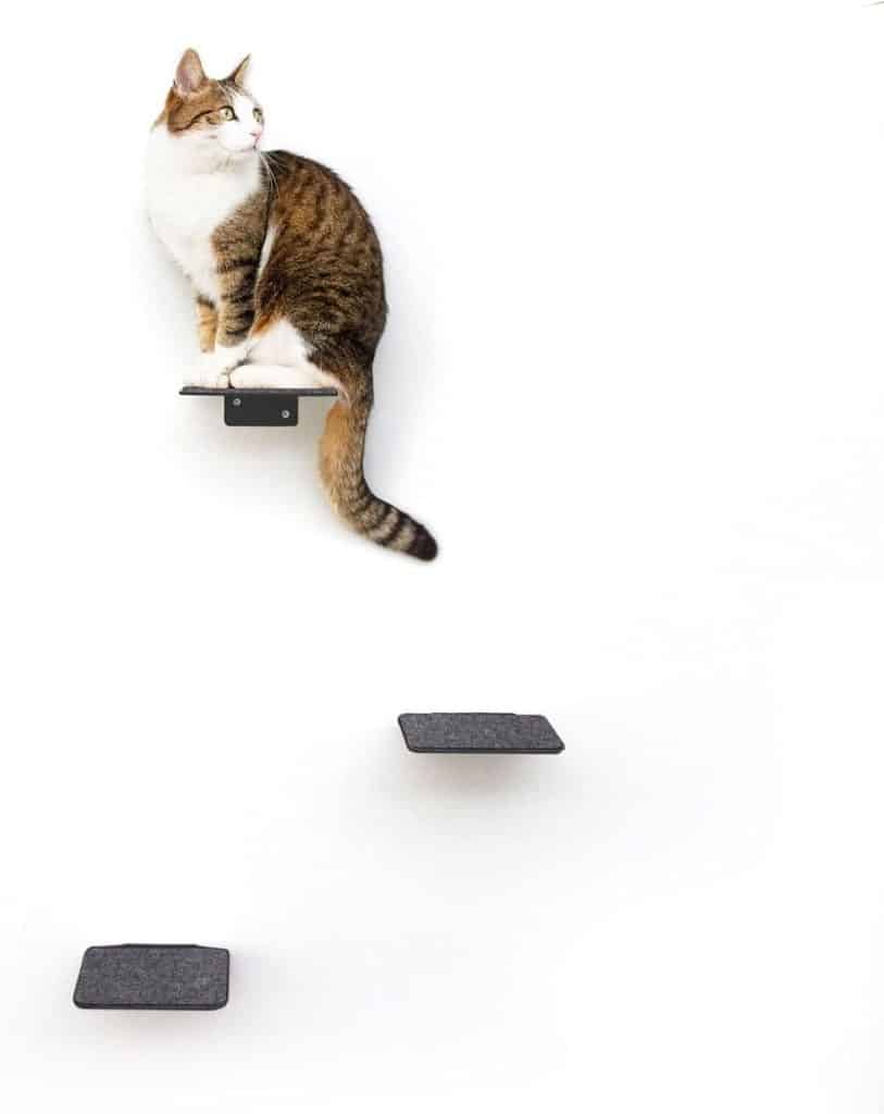 Test LucyBalu : escalier mural antidérapant pour chats - Avis et analyse