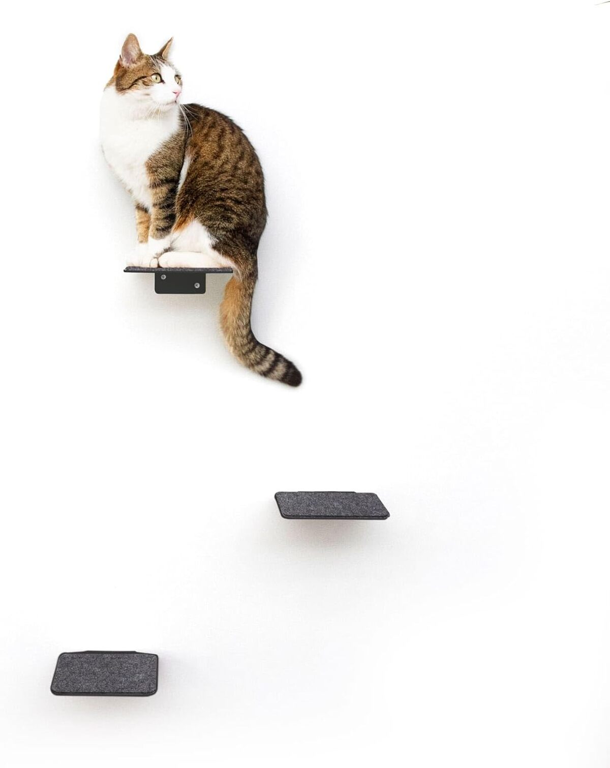 Test LucyBalu : escalier mural antidérapant pour chats - Avis et analyse