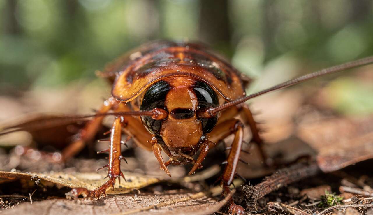 Qu'est-ce que le "Bug Eyes" chez le Palmetto ?