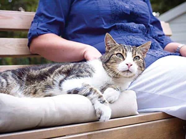 Découvrez notre test de la chatière électronique PetSafe Petporte et offrez à votre chat un accès intelligent et sécurisé à votre domicile.