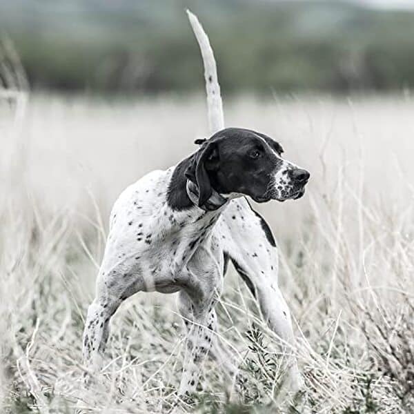 Découvrez notre analyse du collier SportDOG SportTrainer : un outil de dressage précis jusqu'à 1200 m, idéal pour optimiser l'entraînement de votre chien avec efficacité et confort.
