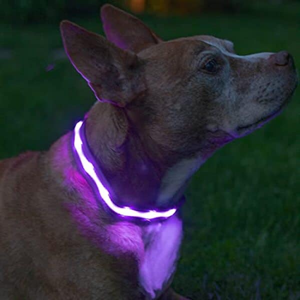 Découvrez notre analyse approfondie du collier lumineux Blazin' Bison. Idéal pour les promenades nocturnes, allie sécurité et style avec son design mauve éclatant en taille moyenne.