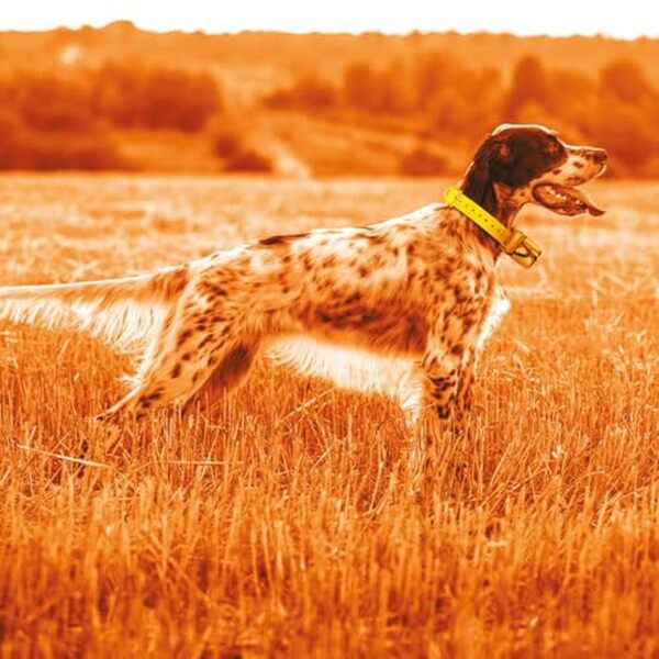Découvrez l'efficacité du collier supplémentaire Beeper One GPS étanche : avis détaillés, caractéristiques et performances pour assurer la sécurité de votre chien lors de vos activités en plein air.