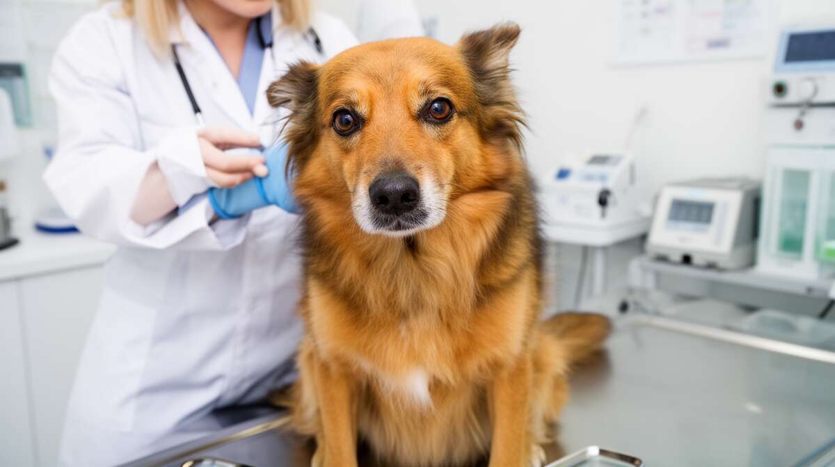 Infection du chien par le ver du cœur : dirofilariose canine