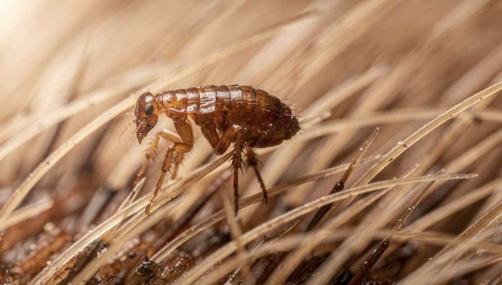 10 photos pour vous dégoûter des puces