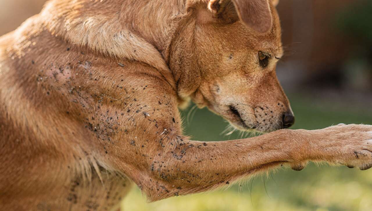Les signes de la présence de puces