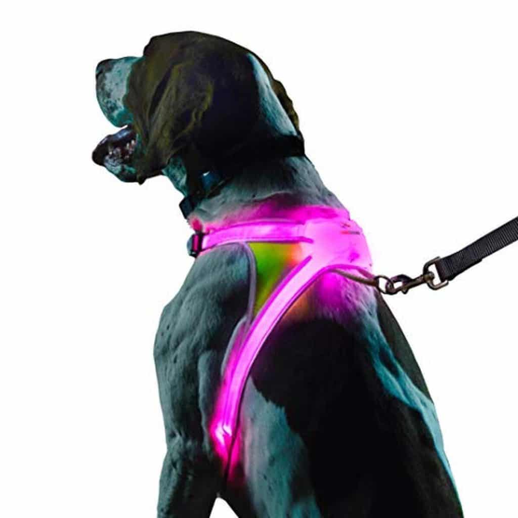 Test de la veste LED réfléchissante pour chien Noxgear Lighthound