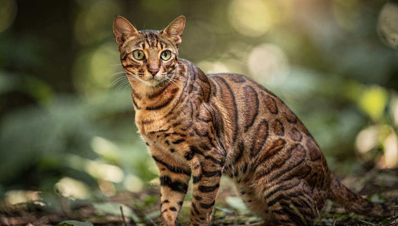 Apparence distincte et caractéristiques physiques