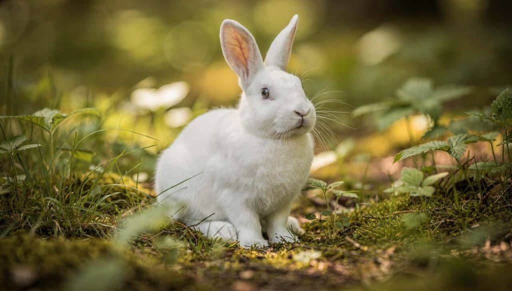 Qu'est-ce que la maladie hémorragique du lapin ?