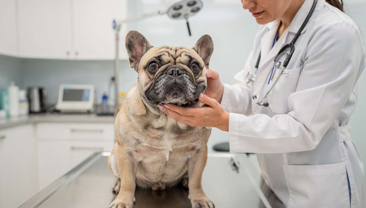 Symptômes et complications du syndrome brachycéphale