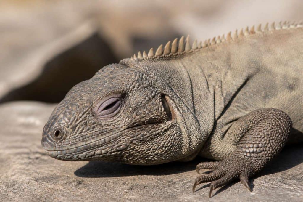 Signes de stress chez les reptiles
