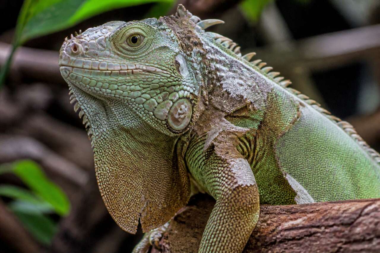 Manifestations physiques du stress chez les reptiles