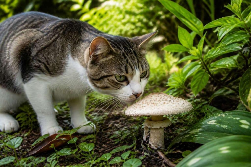 Le champignon : un danger pour votre chat ?