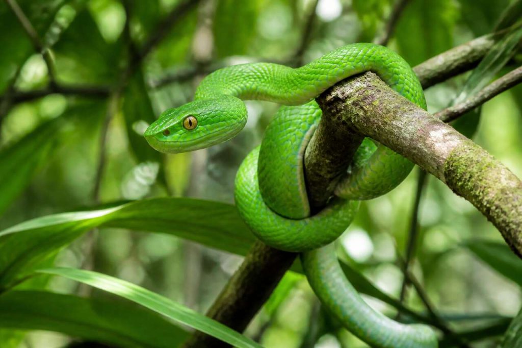 Questions fréquentes sur les reptiles et serpents