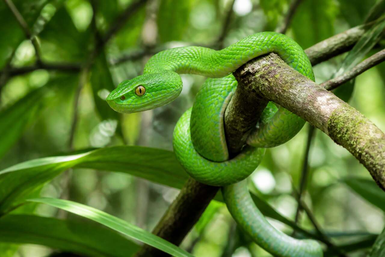 Questions fréquentes sur les reptiles et serpents
