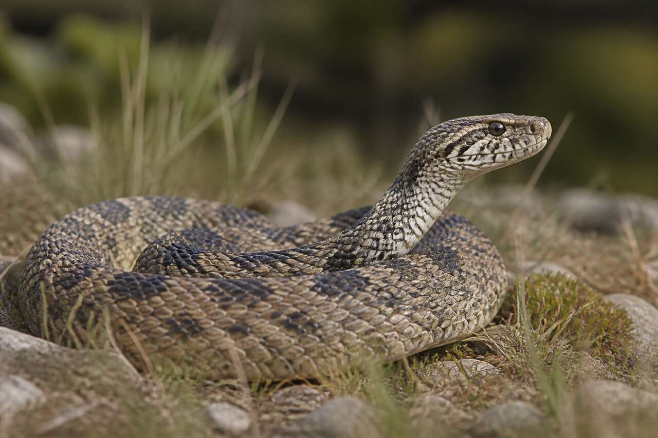 Les serpents sont-ils dangereux ? Les serpents sont-ils dangereux ?