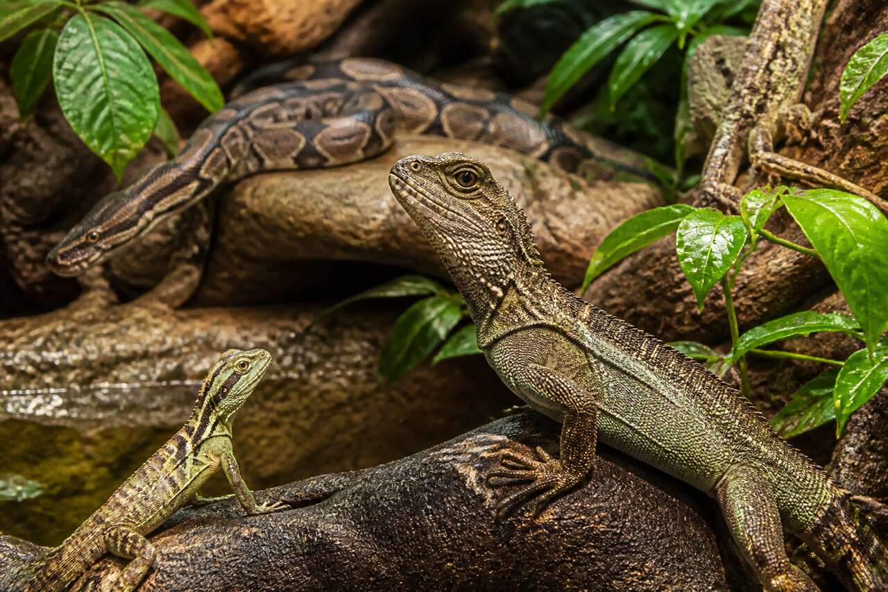Habitat et mode de vie des reptiles Habitat et mode de vie des reptiles